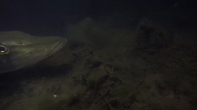 щука в живой природе ночь смотреть онлайн