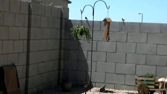 Red Finches & Cactus Wrens Singing & Feeding смотреть онлайн