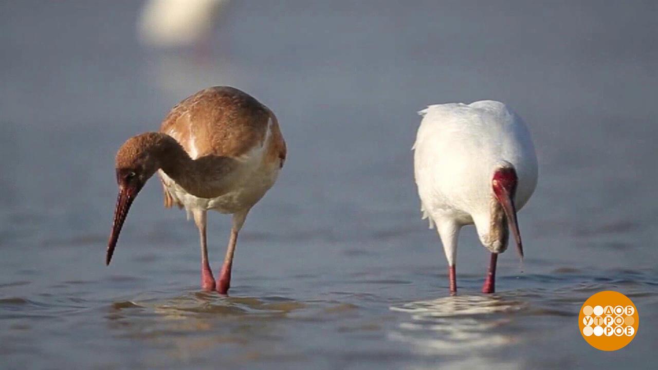 Летят перелетные птицы... Куда, зачем и как? Доброе утро. Фрагмент выпуска от 08.10.2022 смотреть онлайн