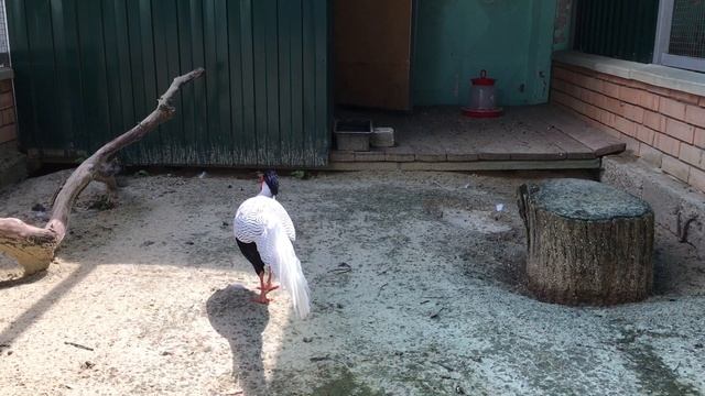 Живой уголок в парке. Фазан смотреть онлайн