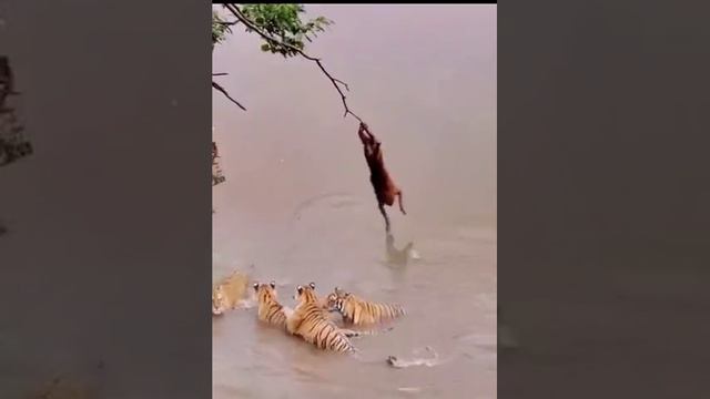 Когда ты - убеждённый авантюрист смотреть онлайн