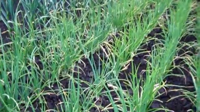 Лук Кущевка е еще другие названия у него смотреть онлайн