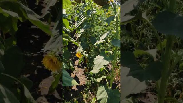 Подсолнечник Амато смотреть онлайн