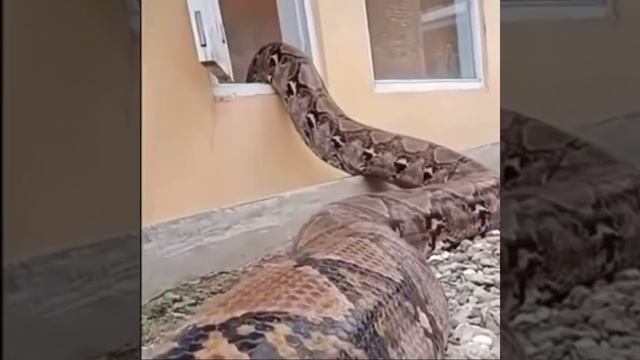 Огромный питон залез в пустующий дом.Вот это гигант.Природа удивляет.A huge python climbed into. смотреть онлайн