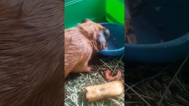 Что едят свинки? смотреть онлайн