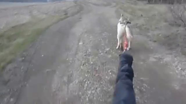 Хаски тренировки, (байкджоринг на Сахалине) смотреть онлайн