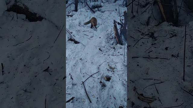 Лиса и щука смотреть онлайн