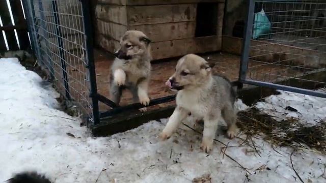 Щенки западно-сибирской лайки. смотреть онлайн