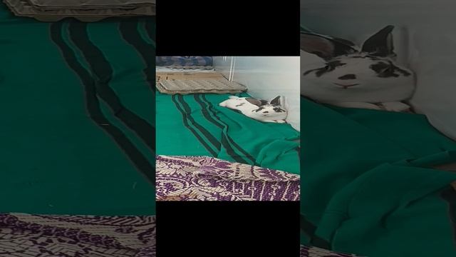 смешной кролик смотреть онлайн