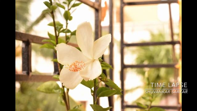 Time Lapse | Blooming of White Hibiscus смотреть онлайн