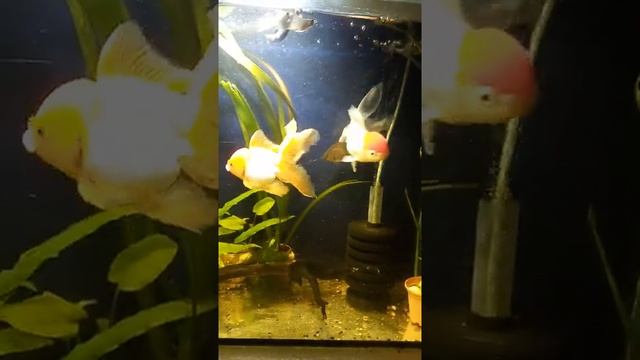 Оранда (красная шапка) золотая рыбка... смотреть онлайн