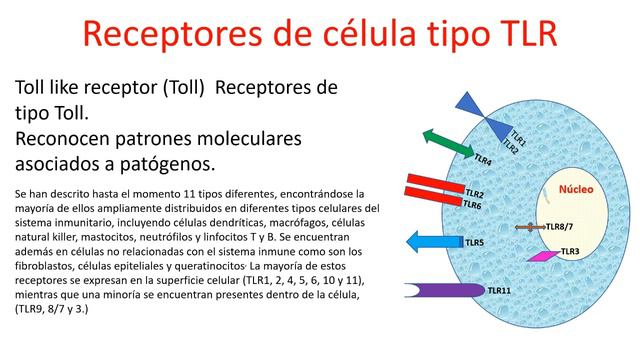 Infecciones por inmunodeficiencias смотреть онлайн