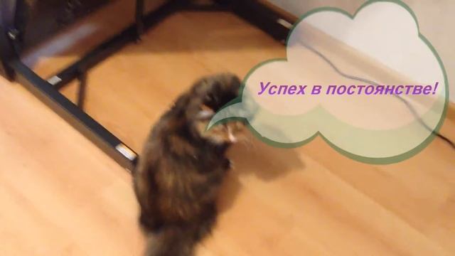 Кошка Алиса занимается на беговой дорожке смотреть онлайн