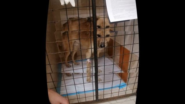 💖 ТЯПА 💖 одна из многих историй про наших любимых. смотреть онлайн