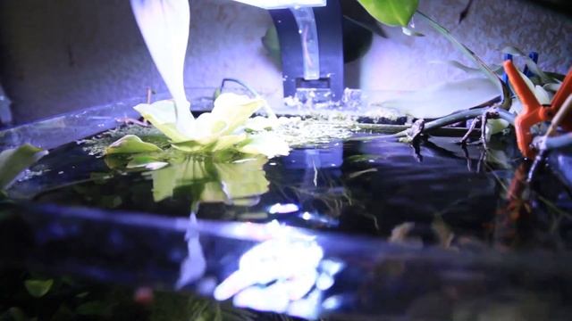 All my aquariums now. Life in an aquarium. смотреть онлайн