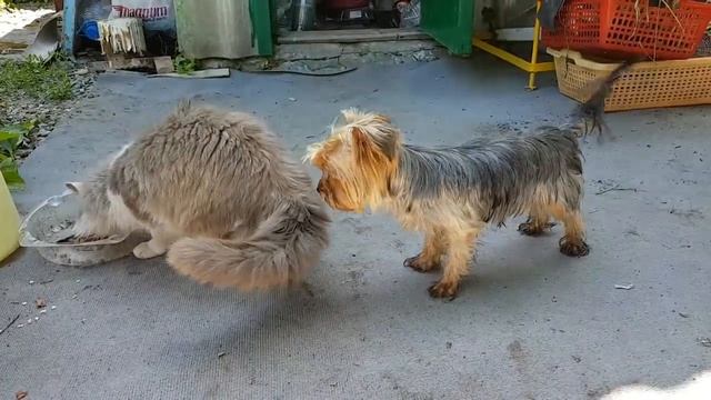 Йорик нюхает зад Тосика