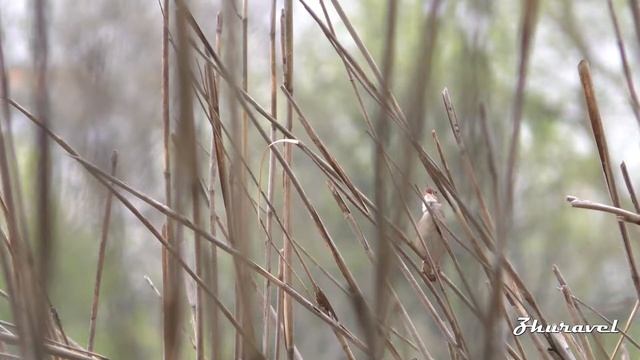 Acrocephalus Arundinaceus. Great Reed Warbler. Дроздовидная камышовка.