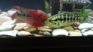 МАНАГУАНСКАЯ ЦИХЛАЗОМА (ЦИХЛИДА - ЯГУАР) / PARACHROMIS MANAGUENSIS