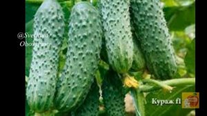 ЭТИ ЛУЧШИЕ СОРТА  ПУЧКОВЫХ ОГУРЦОВ ЗАВАЛЯТ ВАС ОГРОМНЫМ УРОЖАЕМ.СОРТА ДЛЯ ОТКРЫТОГО ГРУНТА И ТЕПЛИЦ