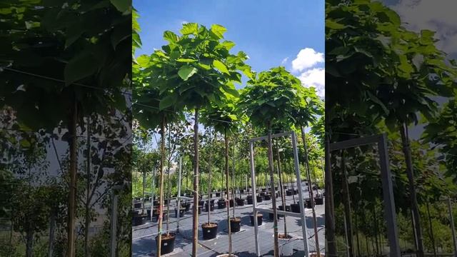 Катальпа Нана 250см+ смотреть онлайн