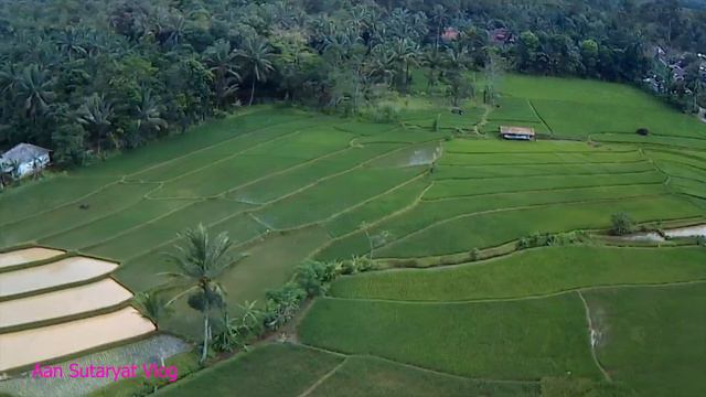 Indahnya Luar Biasa Persawahan Ini || Kampung Cilambungan Mandalawangi смотреть онлайн