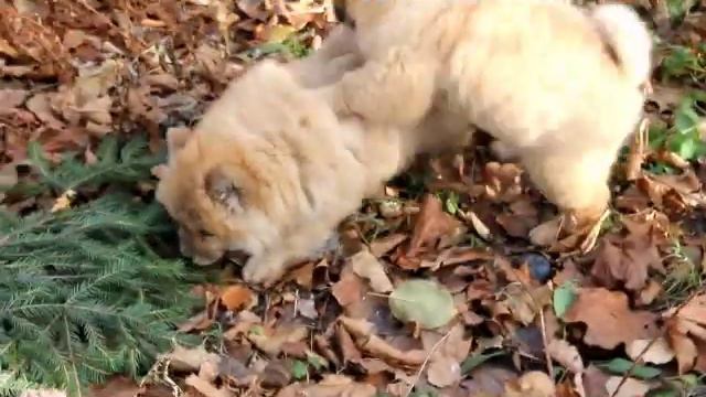 Щенки Чау-Чау. смотреть онлайн