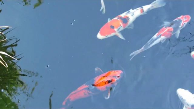 Звуки природы. В пруду/Sounds of nature. In the pond смотреть онлайн