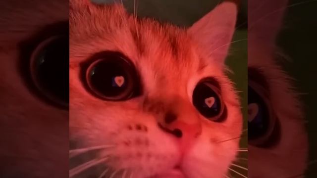 me gustas tu (sped up) смотреть онлайн