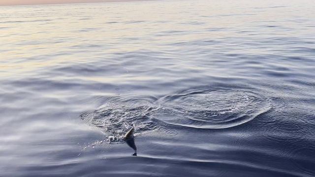 Партенит. Пеламида. Август
