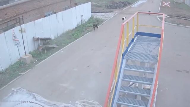 Лось атакует Ново-Салаватскую ТЭЦ смотреть онлайн