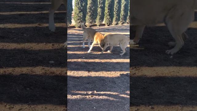 Armenian Gampr Dogs At Play смотреть онлайн