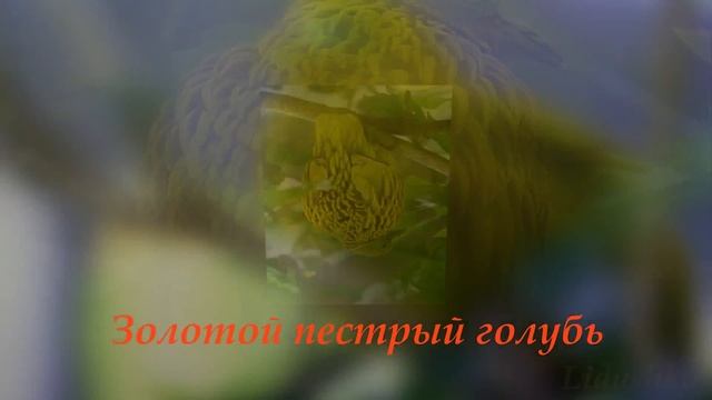 Виды голубей. Породы голубей смотреть онлайн