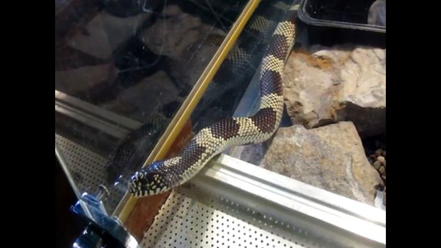 Королевская змея Гоини-3.avi смотреть онлайн