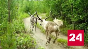 Норвежские олени натоптали и наели почти на 420 миллионов рублей - Россия 24