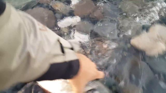 Поклевка черноморского лаврака (сибаса) : Абхазия смотреть онлайн