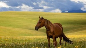 Колыбельная домбра, расслабляющая и медленная музыка на домбре | Қазақша домбыра