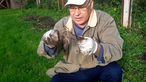 Как поймать крота самый эффективный способ? Как избавиться от крота? Ловушка для крота