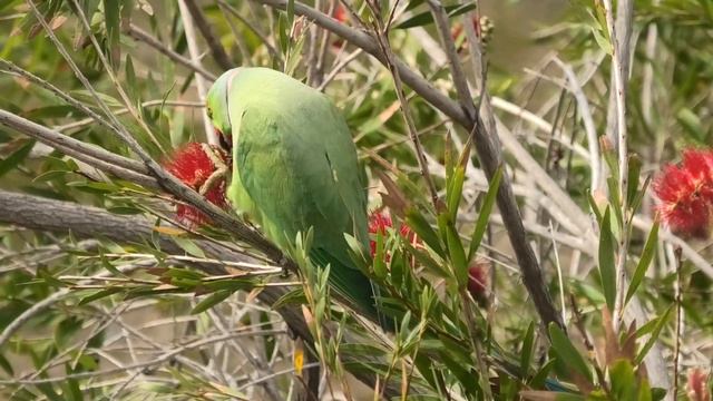 Кот и Попугай друзья. Cat and Parrot friends. 猫とオウムの友達. 고양이와 앵무새 친구. बिल्ली और तोता दोस्त. Katzen смотреть онлайн