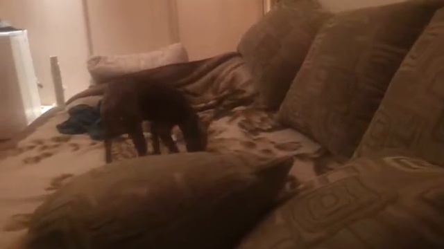 той терьер чудит смотреть онлайн