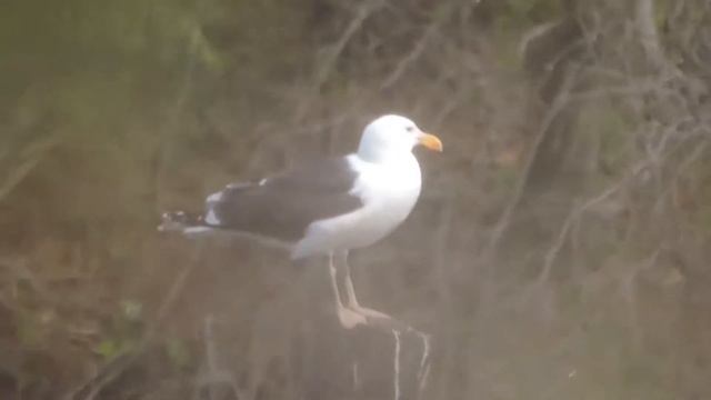 Морская чайка Larus marinus смотреть онлайн