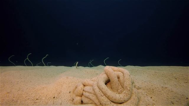 Red Sea aquarium\Egypt\Dahab\El Garden\Египет\Красное море\Дайвинг в Дахабе\Горгасии смотреть онлайн