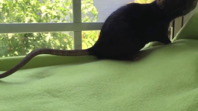 Meet my Rats Kazimir смотреть онлайн