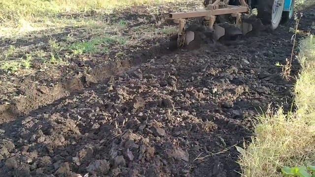 Убрала капусту и кормовую свеклу//вспахали огород под зиму смотреть онлайн