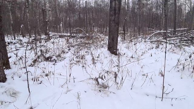 Переломный момент, белая тропа, самые тяжёлые дни для гончатников и их собак! смотреть онлайн