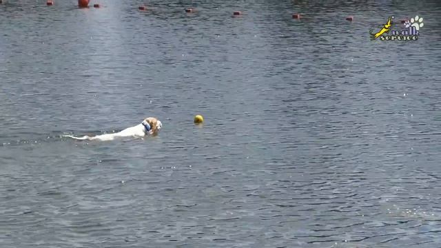 Как научить собаку плавать, дрессировка маленьких собачек, фитнес тренировка без допинга смотреть онлайн