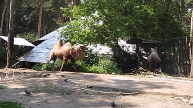 #Россия.Зоопарк в Новосибирске.(Novosibirsk Zoo) смотреть онлайн