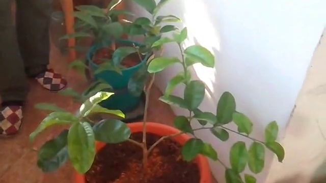 Созревающий апельсин в квартире смотреть онлайн