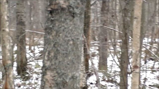 Русская гончая Гроза 1 год 6 мес. вл. Сидоров Е. смотреть онлайн