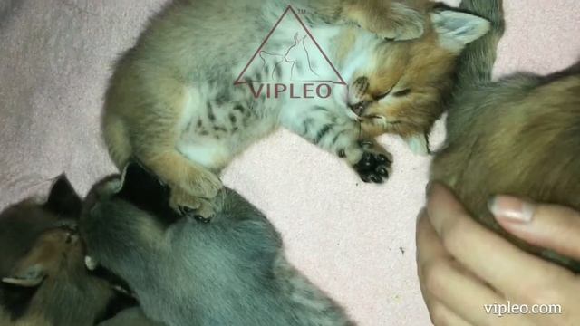 VIPLEO®. Размер кошек каракет ф1. Caracat.