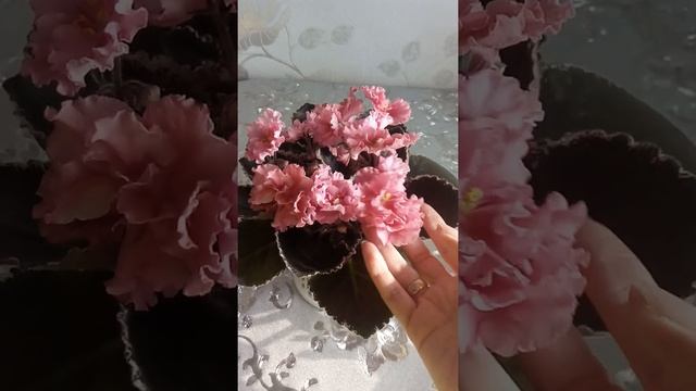 Фиалка ЛЕ-Одалиска смотреть онлайн